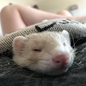 Meet your Posher, Paxton